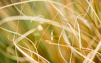2019年夏至是哪天，夏至节气出生宝宝乳名怎么取？