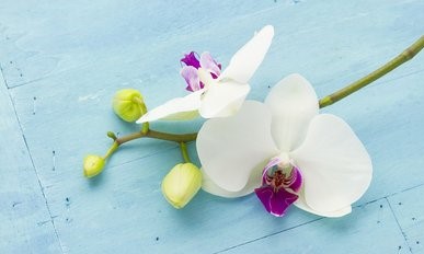 2019年农历五月初六出生的男孩五行缺木怎么样才吉祥，用什么字好