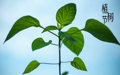 020年植树节出生的女孩取名要选用什么属性的字？"