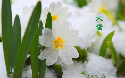 2020鼠年大雪出生的女孩八字缺木名字免费参考