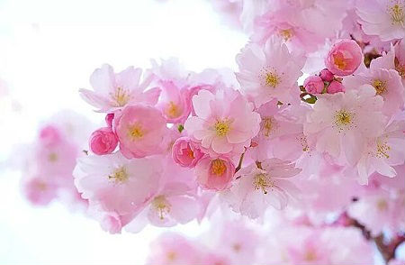 2019年5月猪宝宝取名宸可以吗,好不好听？