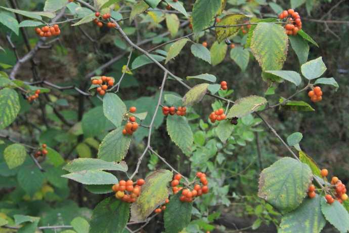 2019年青年节是几月几号，青年节出生的女宝宝起什么名字好