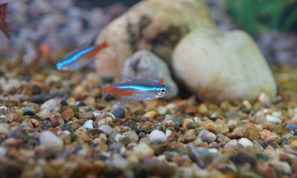 水族馆店铺起名_羊汤馆起名_科技店铺起名