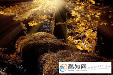 好听洋气的微信名字