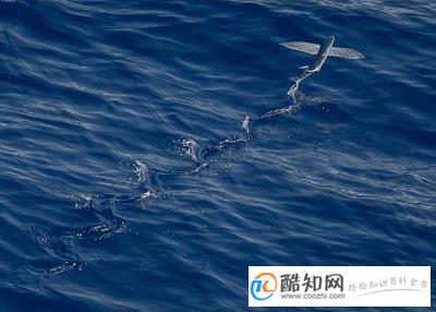 朗朗上口且好听的微信昵称