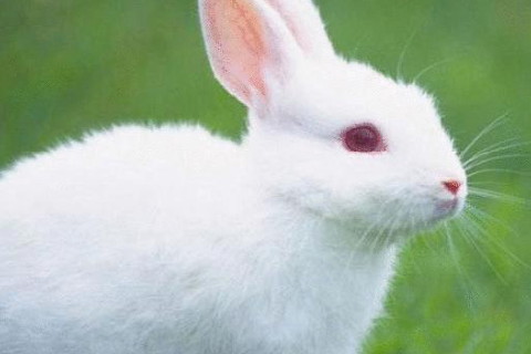 属兔人2022年运势及运程详解 2022年属兔人的全年每月运势如何