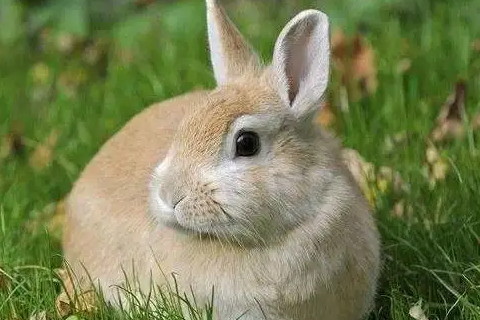 1999年出生属兔人2022年运势及运程如何 99年23岁生肖兔2022年全年每月运势
