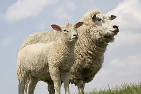 2003年出生属羊人2022年运势及运程如何 03年19岁生肖羊2022年全年每月运势