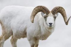 1967年出生属羊人2022年运势及运程如何 67年55岁生肖羊2022年全年每月运势