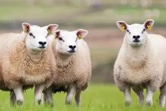 1991年出生属羊人2022年运势及运程如何 91年31岁生肖羊2022年全年每月运势