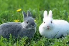 1975年出生属兔人2022年运势及运程如何 75年47岁生肖兔2022年全年每月运势