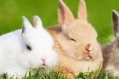 属兔人2023年本命年运势如何，2023兔年属兔的是什么命运