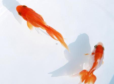 梦见画舫在河里飘