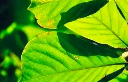 老实人得罪谁了，最适合当接盘侠的星座