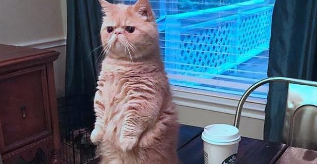 最虚伪狡猾的星座 有你吗