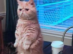 最虚伪狡猾的星座 有你吗