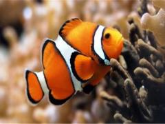 梦见怀孕四个月