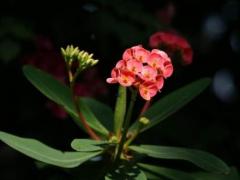 王花贤名字打分和寓意「王花贤姓名测试打分」