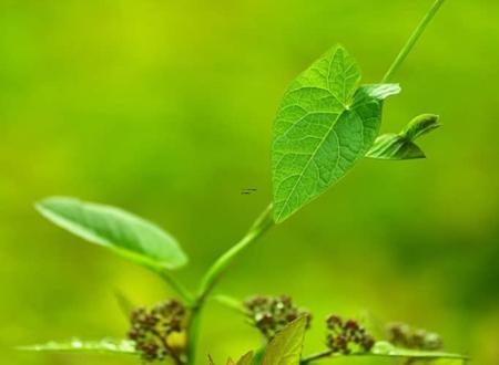 属虎的今天运势查询 生肖虎本周运势查询