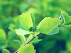 「黄菡」黄菡名字测试打分及寓意内涵
