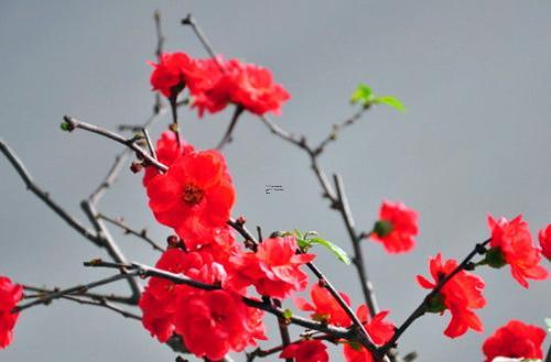 正月初八日子宜忌是什么呢女,2024年正月初八是不是黄道吉日