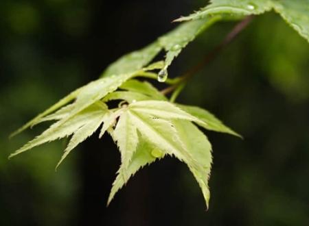 好听的会员英文名字