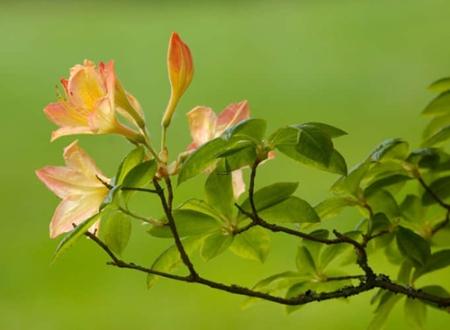 李植宜名字打分和寓意「李植宜姓名测试打分」