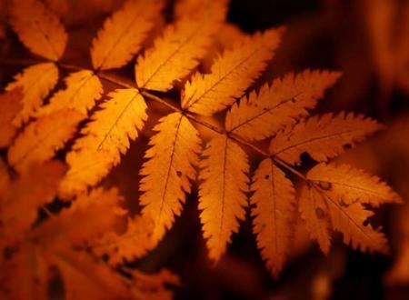 张廷冰名字打分和寓意「张廷冰姓名测试打分」