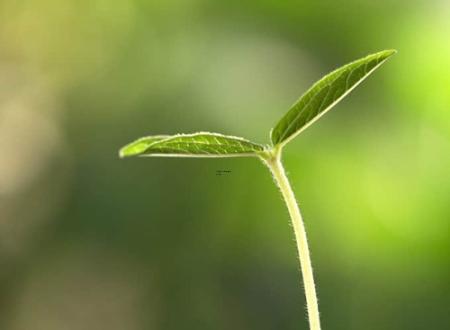金牛座阳台月季花过敏,金牛座阳台月季优缺点