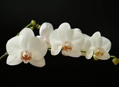 虎女今年桃花运,虎女今年桃花运在几月