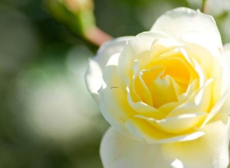 请了个貔貅如何开光,金貔貅如何开光