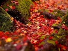 黄道吉日与农历节气的结合 何时最适合祈愿