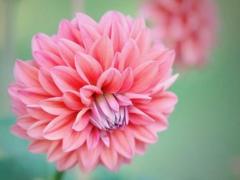 01年双鱼座命中注定的桃花劫,双鱼座2011