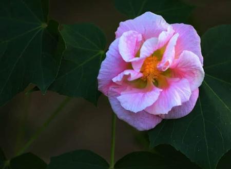 给貔貅开光怎么选日子,想给貔貅开光