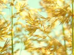 游戏id名字大全古风,游戏id名字大全古风259个