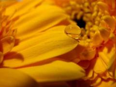 突然之间桃花运泛滥
