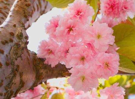避开煞狗2025年3月结婚好日子时辰对照 2025年3月嫁娶黄道吉日是哪几天