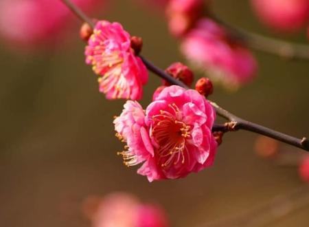 适合办酒席的吉利日 2025年4月哪日好