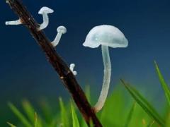 白羊座所属星球,白羊座的眀星