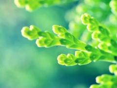 适合扫墓的好日子 2025年4月最佳选择
