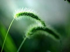 白羊座今曰星座运势,白羊座今日星座运势
