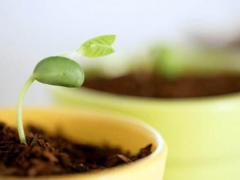 避开冲猪2025年3月出行吉日查询 2025年3月15日黄历冲猪要如何化解