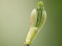 避开害虎2025年3月装修吉日吉时推荐 2025年3月装修开工吉日适合狗虎的