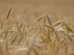 避开破牛2025年3月嫁娶吉日宜忌分析 嫁娶吉日2025一览表大全