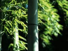 白羊座男生霸道总裁,白羊男,霸道总裁