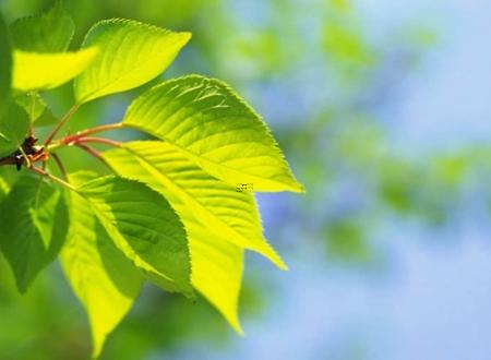 避开害鼠2025年3月拆卸吉日查询 属鼠2025年3月黄道吉日