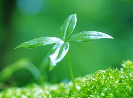 白娘子是紫微星转世吗,白娘子是紫薇大帝吗