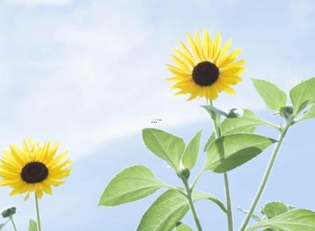 2025年5月买车最佳日查询哪日合适