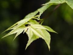 男人本命年适合结婚吗,男人本命年可以结婚吗风水大师