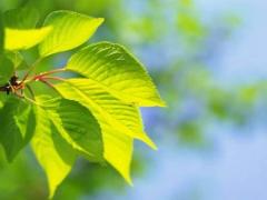 避开害鼠2025年3月拆卸吉日查询 属鼠2025年3月黄道吉日